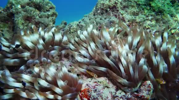 尼莫小丑鱼在海葵上五颜六色的健康珊瑚礁海葵鱼尼莫夫妇在水下游泳红海视频的预览图