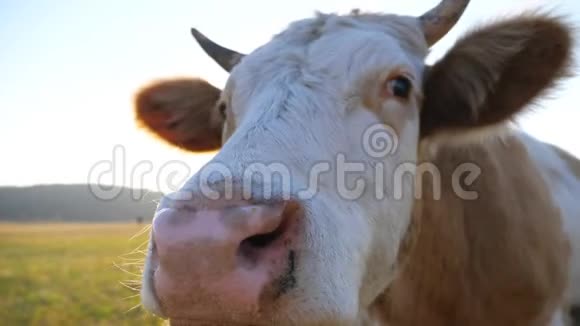 好奇的奶牛看着摄像机嗅着它可爱友好的动物在草地上放牧表现出好奇心风景优美视频的预览图