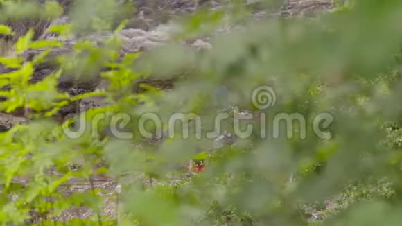 苏格兰土梅尔林绿树叶视频的预览图