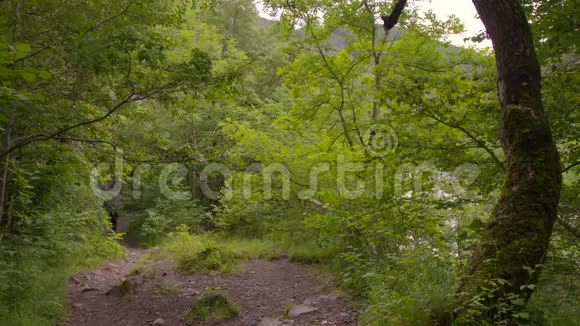 英国苏格兰皮特洛克里森林步道视频的预览图