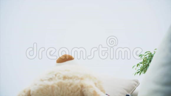 可爱的小女孩坐在沙发上为她的泰迪熊读童话故事弯曲模糊的熊在最前面视频的预览图