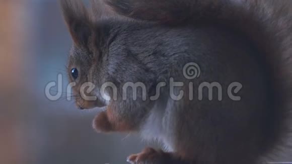 可爱的灰色和红色松鼠特写视频的预览图