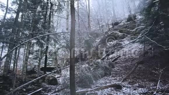 森林中白雪覆盖的树木令人惊叹的冬季景色视频的预览图