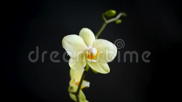 黑色背景上的黄色兰花蝴蝶兰视频的预览图