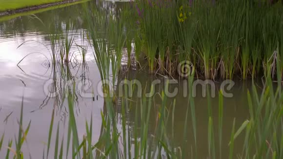大力士花园池塘布莱尔城堡苏格兰视频的预览图
