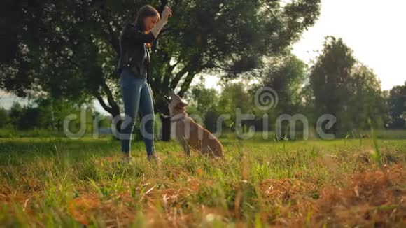 一个年轻的女孩正在训练她的近亲狗在公园里发出声音视频的预览图