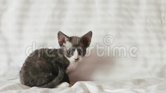 有趣好奇的年轻灰德文雷克斯小猫坐在家里的沙发上英国品种的短发猫视频的预览图