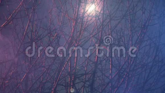 月光穿过树枝视频的预览图
