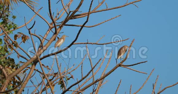 印度果阿阳光明媚的一天印度池塘里的鸟坐在树枝上视频的预览图