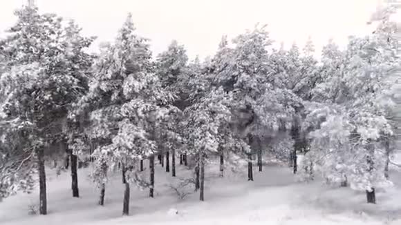 飞过一片覆盖着白雪的松林视频的预览图