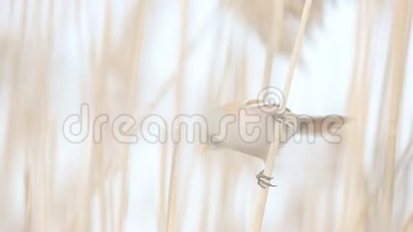 野马般的山雀坐在薄薄的芦苇上视频的预览图