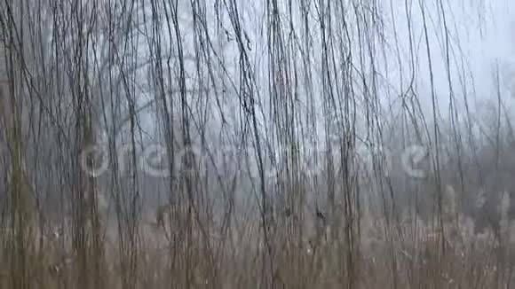 浓密的柳枝在晨雾中摇曳视频的预览图