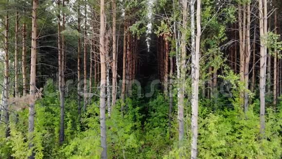日落时分拍摄的云杉和松树林视频的预览图