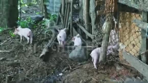 四只粉红色的小猪跑在乡村农场肮脏的猪圈外面视频的预览图