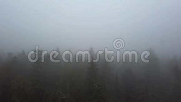雾天无地平线常绿针叶林神秘的烟雾覆盖着毛皮树从上面可以看到空中景色视频的预览图