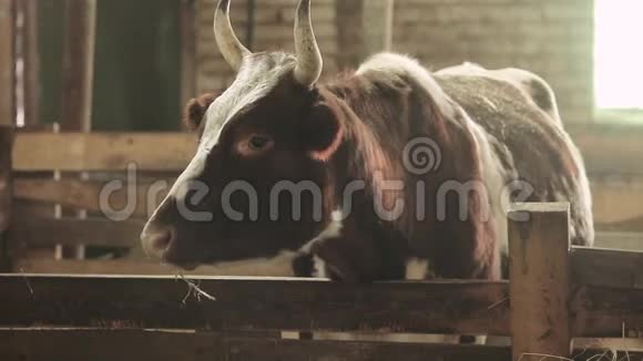 谷仓里公牛的特写镜头视频的预览图