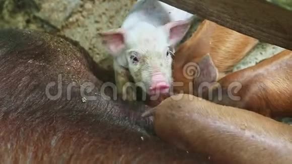 上景特写一只粉红色的小猪看着站在棕色猪圈上的摄像机视频的预览图