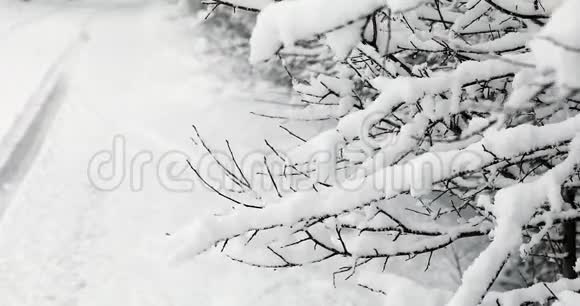 鲜雪覆盖树枝视频的预览图