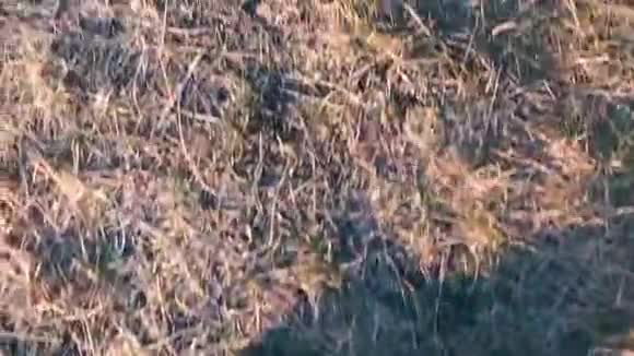 旅行者用脚在干燥的黄色草地上行走视频的预览图