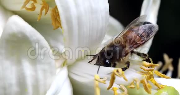 蜜蜂从花中采蜜视频的预览图