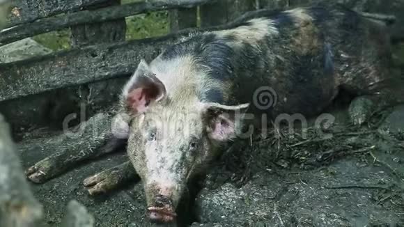 大型肮脏的成年猪躺在木制围栏旁边看镜头视频的预览图