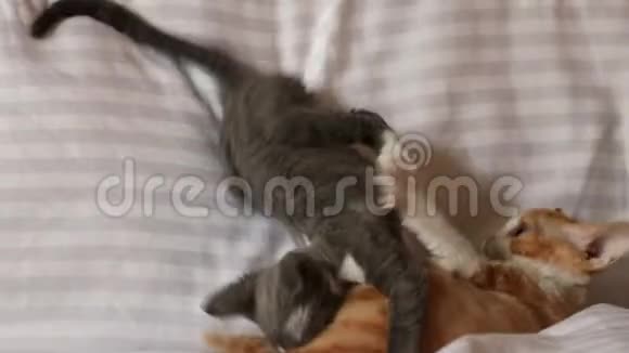 有趣的好奇的年轻红姜和格雷德文雷克斯小猫一起在家里玩沙发英国短发猫视频的预览图