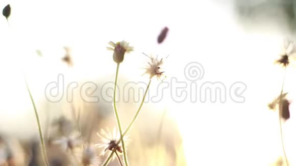 寒光带草花视频的预览图