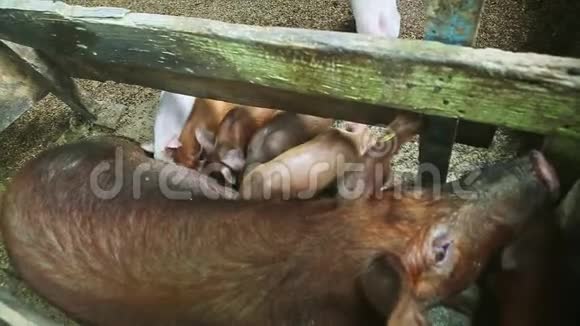 许多小猪从一头棕色的大毛母猪那里吮吸母乳视频的预览图