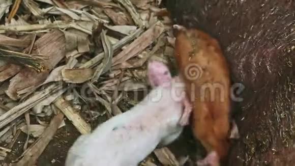 俯视图特写两只小猪从脏睡母猪吸母乳视频的预览图