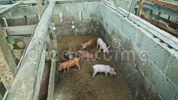 六只家养的小猪在肮脏的猪圈里玩耍视频的预览图