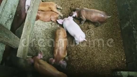 俯视图特写许多小猪在猪圈的地板上一起吃视频的预览图