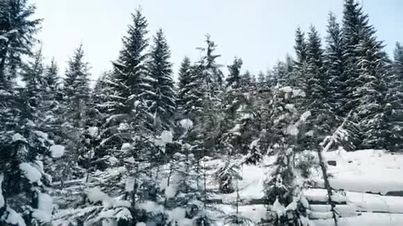 白雪覆盖着高大的冷杉树美丽的山林景观视频的预览图