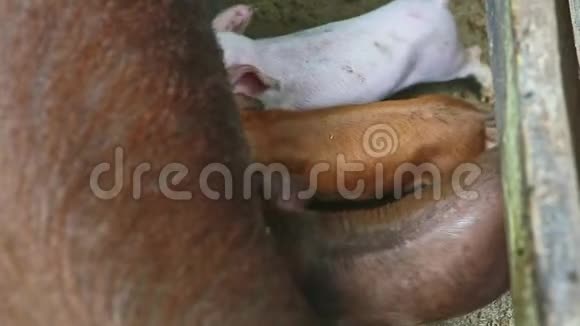 俯视图特写三只小猪从大褐色母猪吸奶视频的预览图
