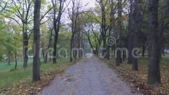 秋天城市公园的人行道移动摄像机视频的预览图