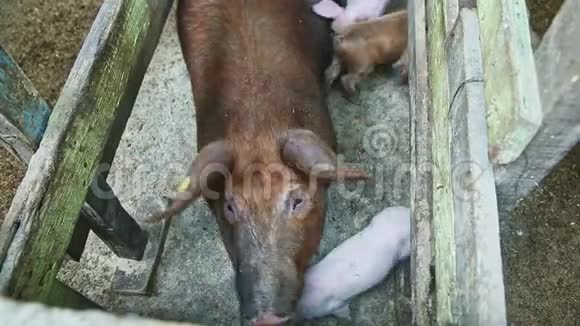 在肮脏的猪圈休息的姜毛家母猪的顶部特写镜头视频的预览图