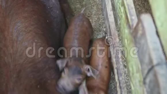 上景特写棕色毛茸茸的小猪和一只看镜头的大母猪视频的预览图