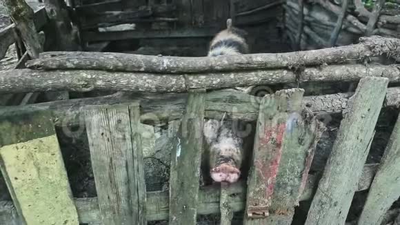 好奇的肮脏的成年猪鼻子通过木制栅栏看着摄像机视频的预览图
