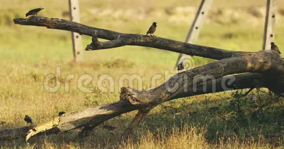 印度果阿许多常见的Myna鸟坐在落叶树树干上天然生境中的印度鸢尾视频的预览图