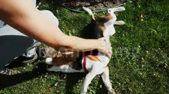 一只欢快的小猎犬躺在草地上咬着狗在公园里散步视频的预览图