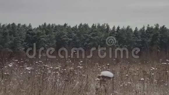 冬天的风景田野的草覆盖着雪和云杉林多利射击视频的预览图