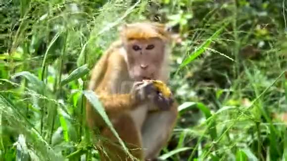 野猴子吃香蕉自然栖息地视频的预览图
