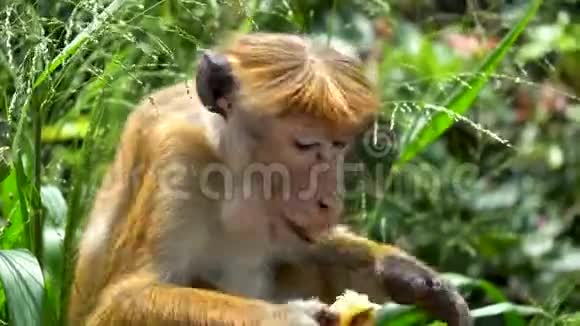 野生猴子在热带森林公园吃水果特写镜头视频的预览图