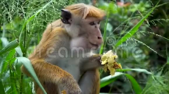 野生猴子在自然条件下吃香蕉视频的预览图