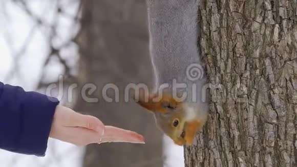 一只红灰色的松鼠坐在一棵树上在一个多云的春天从一个人手吃葵花籽视频的预览图