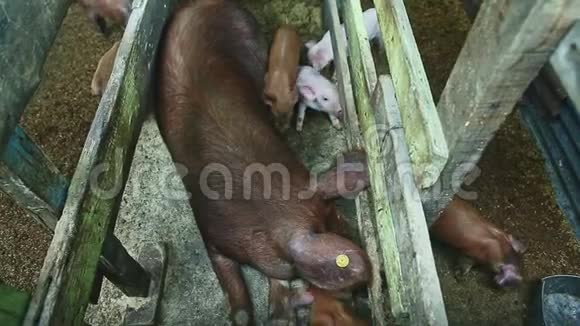 一头大母猪和许多小猪在猪圈里寻找食物的俯视图视频的预览图