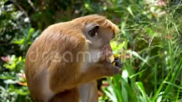 热带森林公园野生猴子吃水果视频的预览图