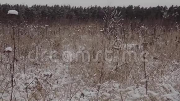 冬天的风景田野的草覆盖着雪和云杉林多利射击视频的预览图