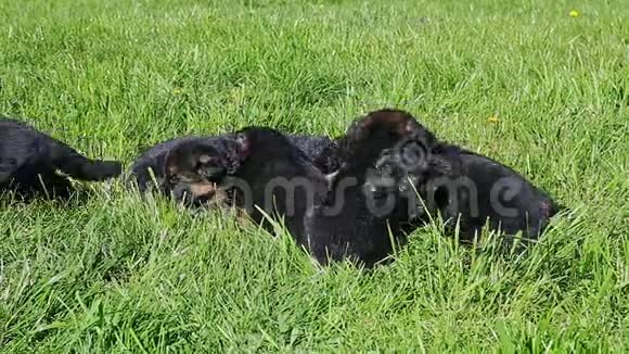 一群黑色的德国牧羊犬在绿草中一起休息视频的预览图