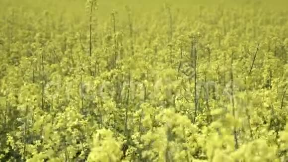 油籽油菜油籽作物主要用于石油生产视频的预览图