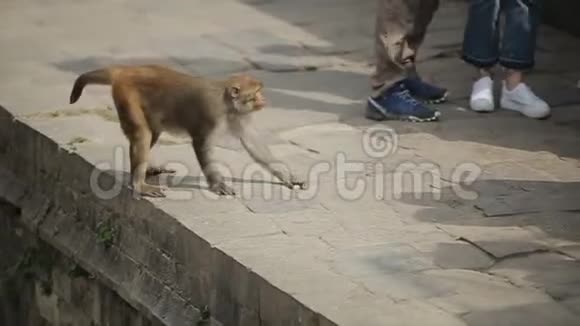 一只野猴子在尼泊尔加德满都寻找食物视频的预览图